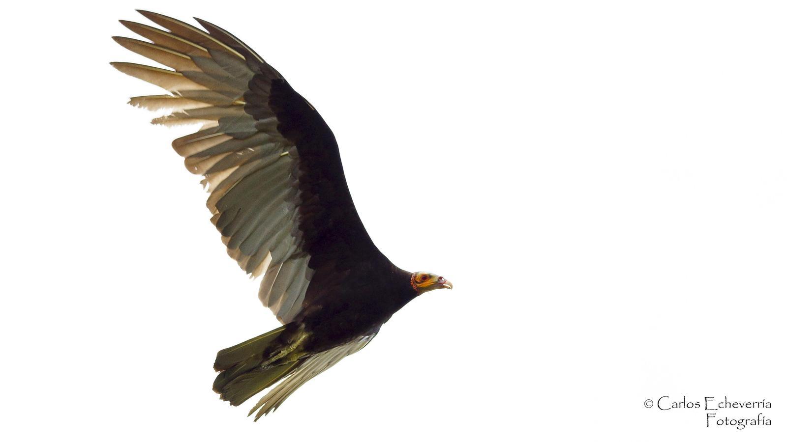 Lesser Yellow-headed Vulture Photo by Carlos Echeverría