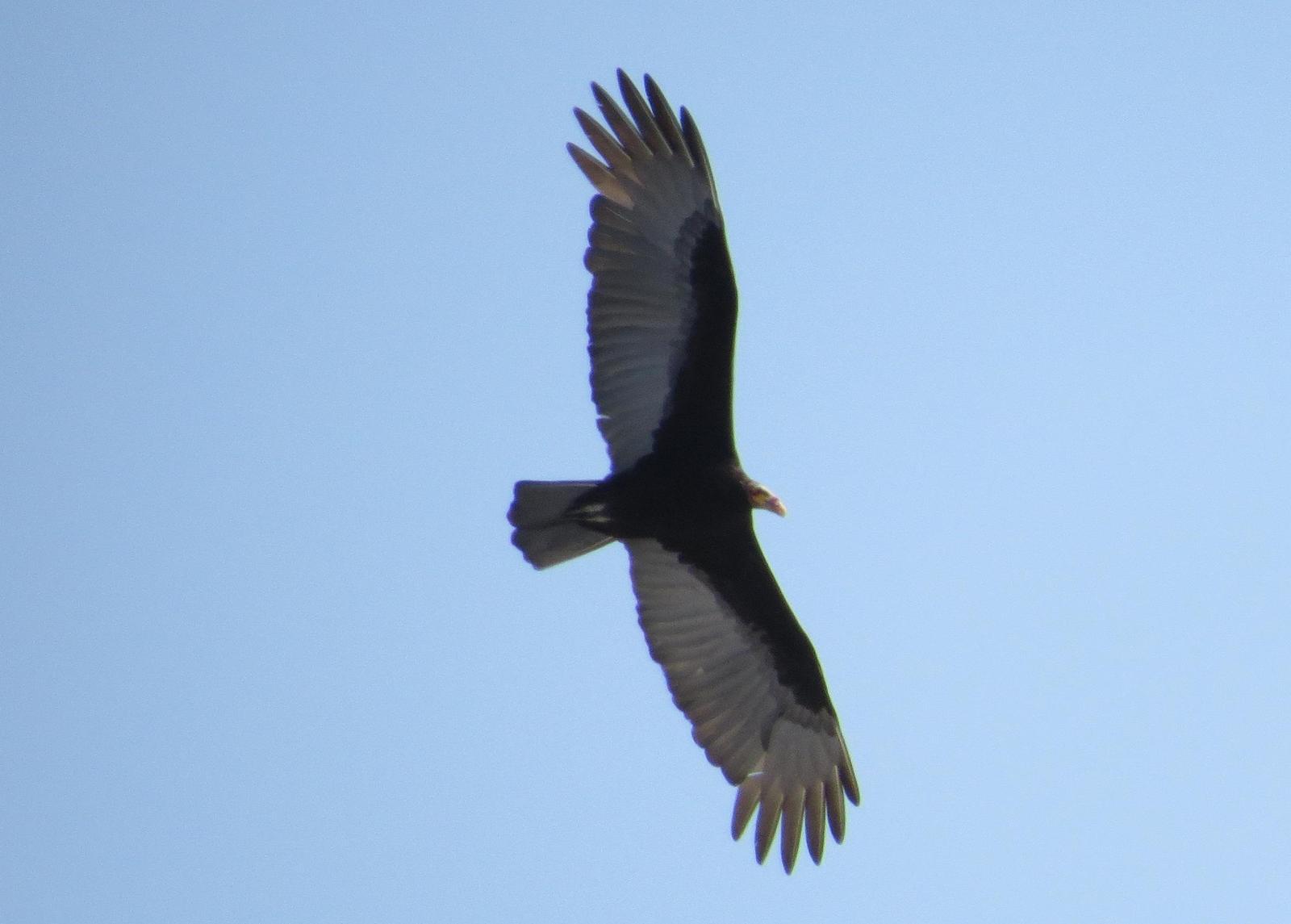 Lesser Yellow-headed Vulture Photo by Jeff Harding
