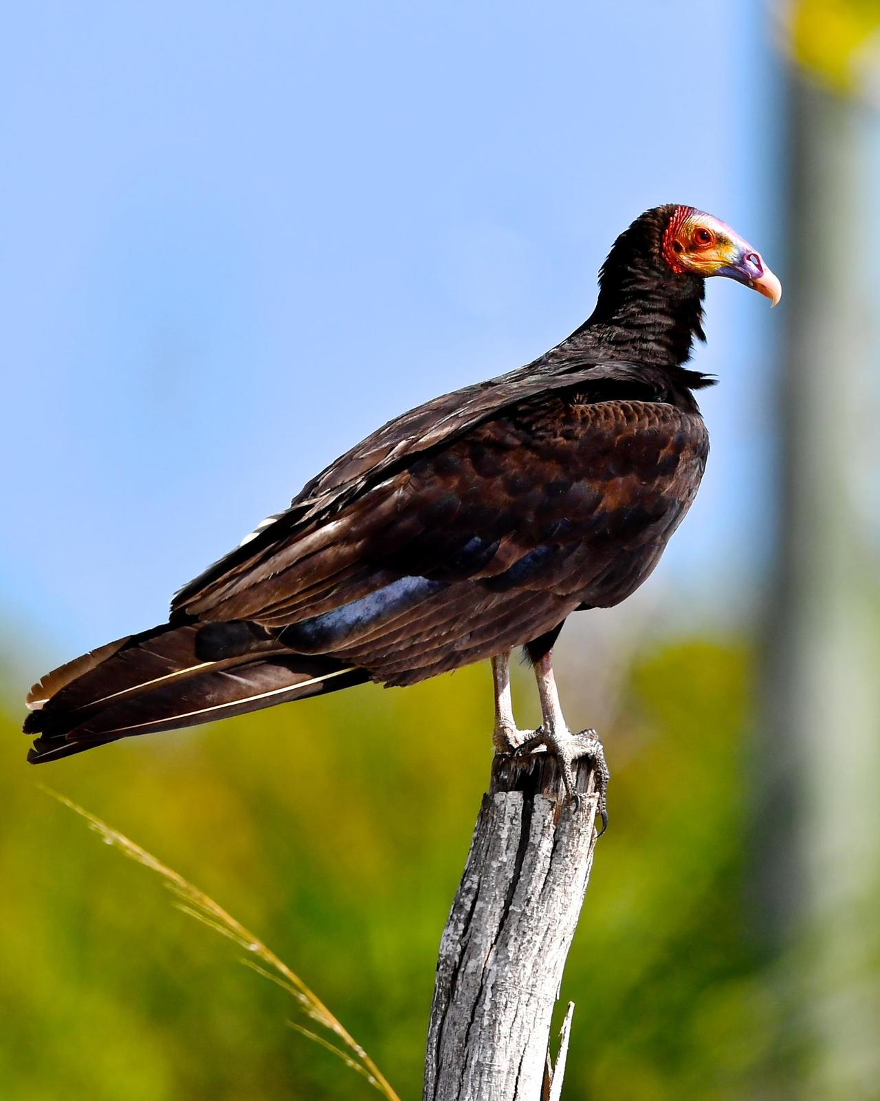 Lesser Yellow-headed Vulture Photo by Gerald Friesen