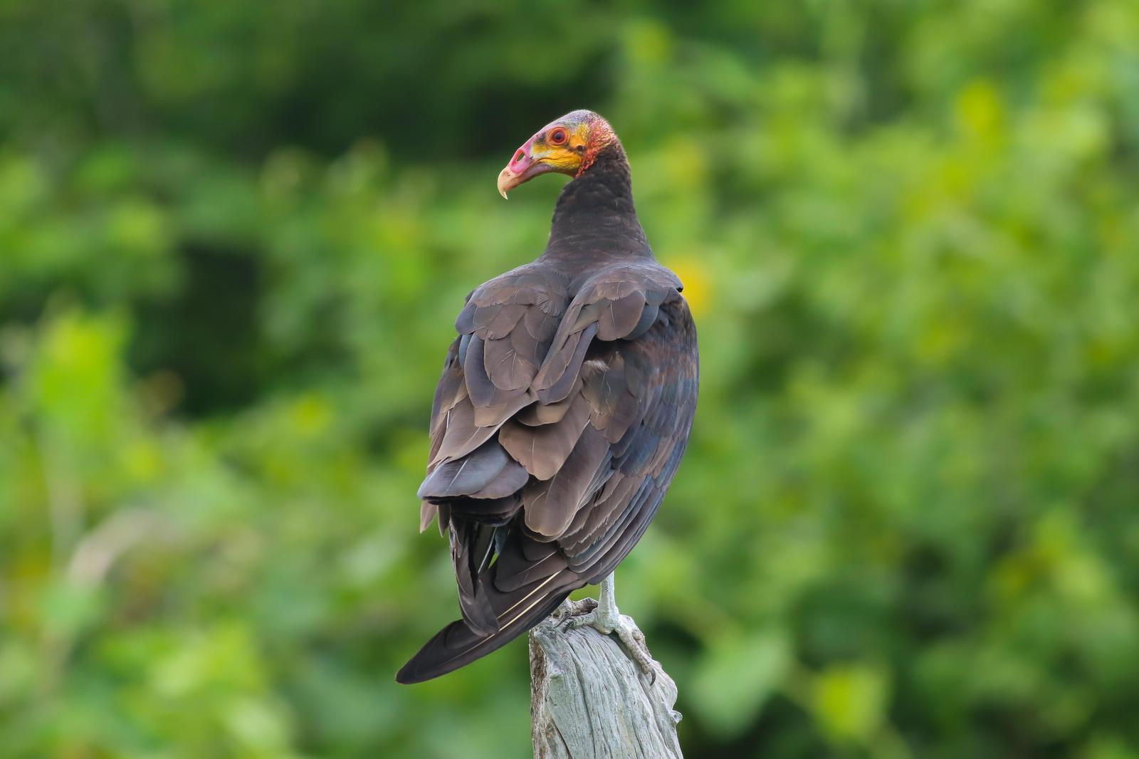 Lesser Yellow-headed Vulture Photo by Tom Ford-Hutchinson