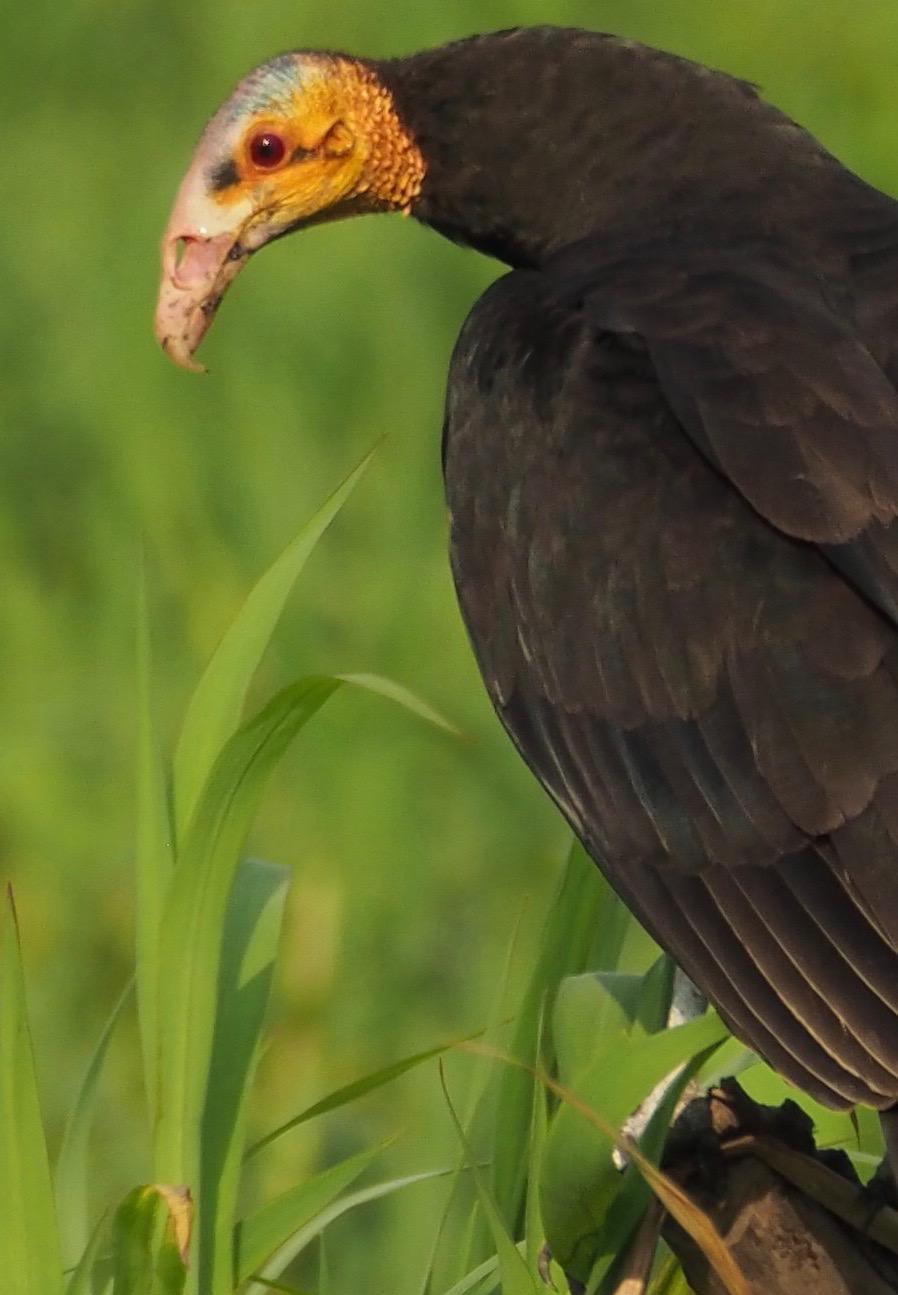 Lesser Yellow-headed Vulture Photo by Susan Leverton