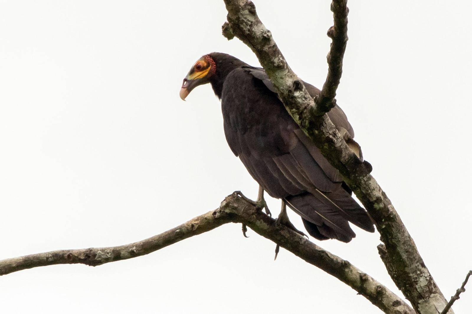 Lesser Yellow-headed Vulture Photo by Phil Kahler