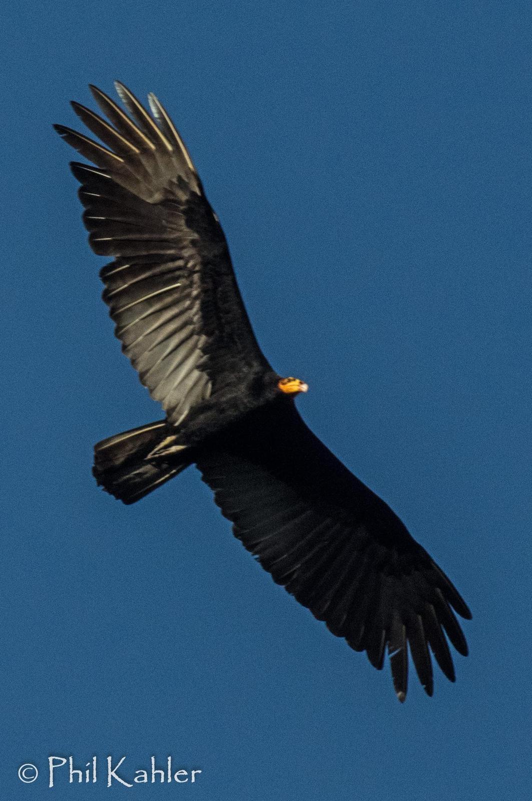 Greater Yellow-headed Vulture Photo by Phil Kahler
