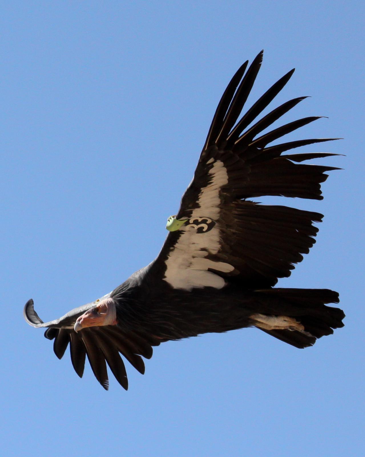 California Condor Photo by Nathan Renn