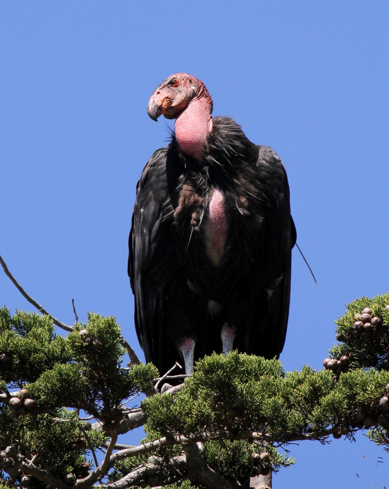 California Condor Photo by Matthew Grube