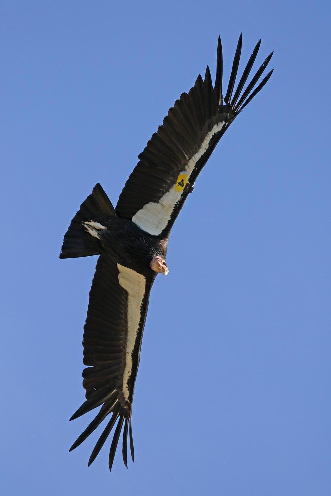 California Condor Photo by Donna Pomeroy