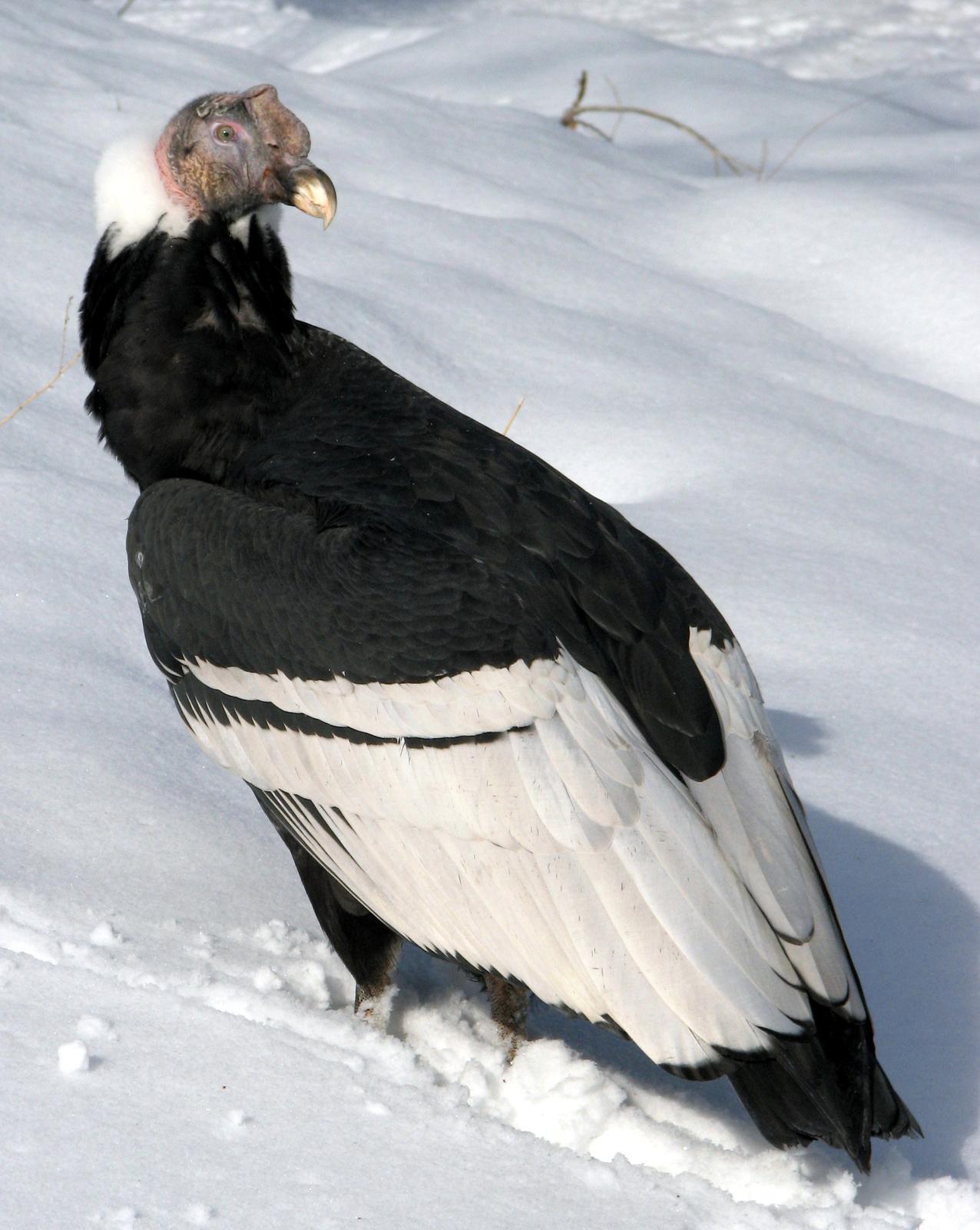 Andean Condor Photo by Anne Terry