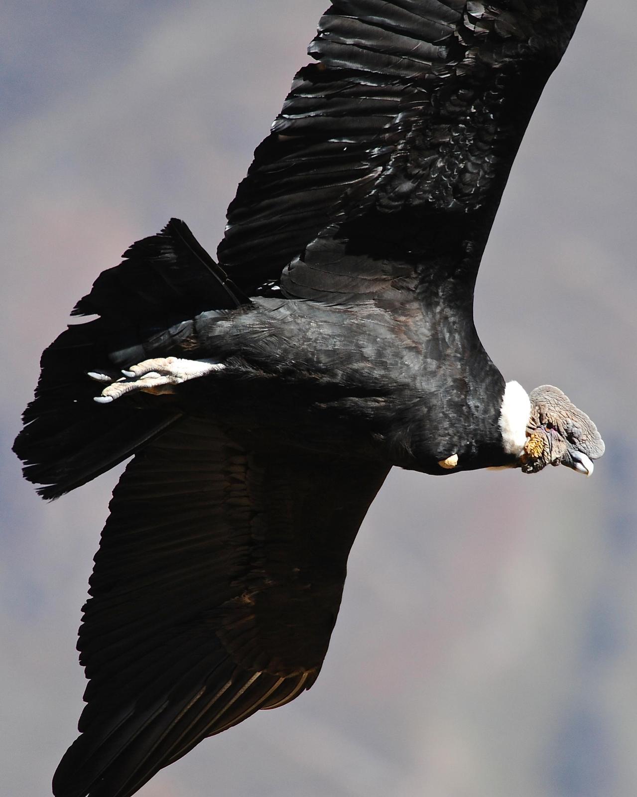 Andean Condor Photo by Gerald Friesen