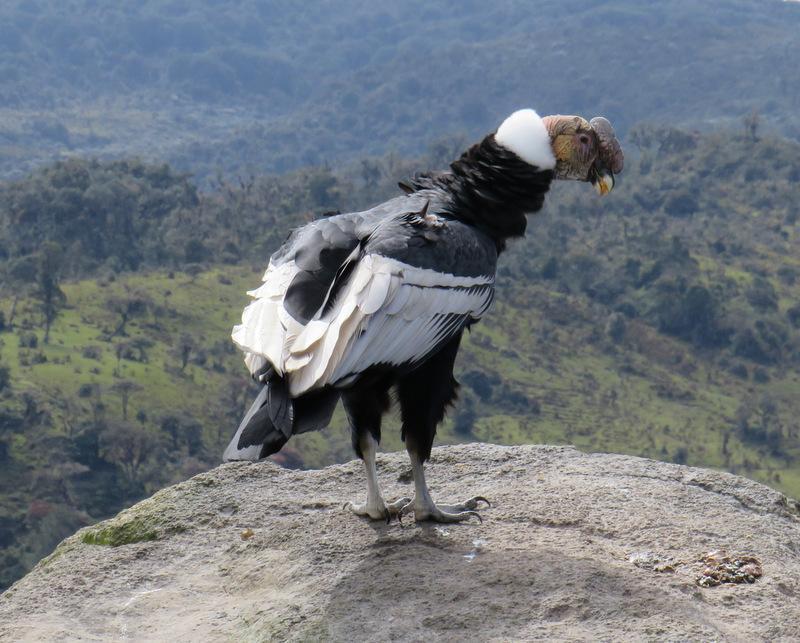 Andean Condor Photo by Jeff Harding