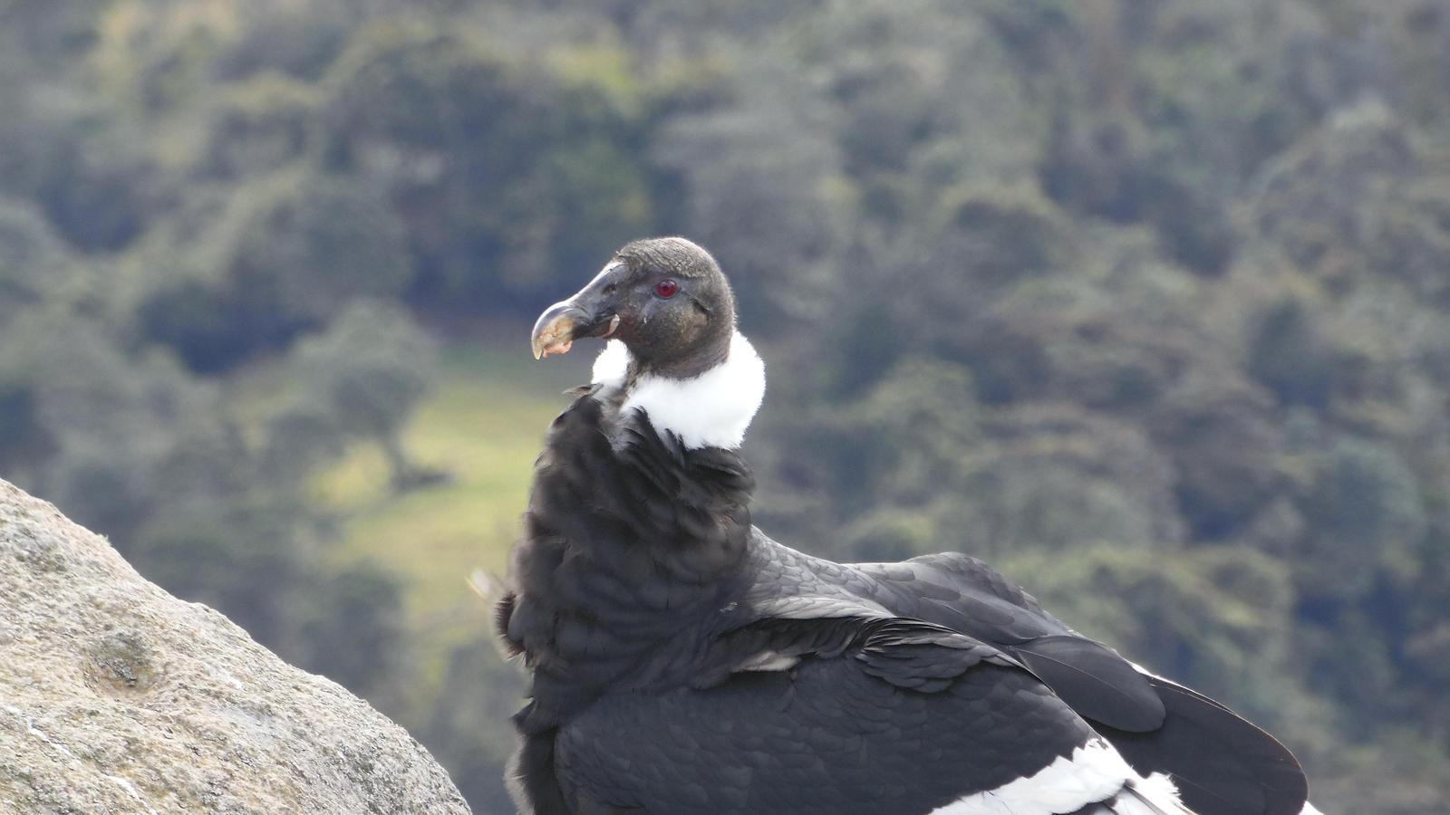 Andean Condor Photo by Julio Delgado