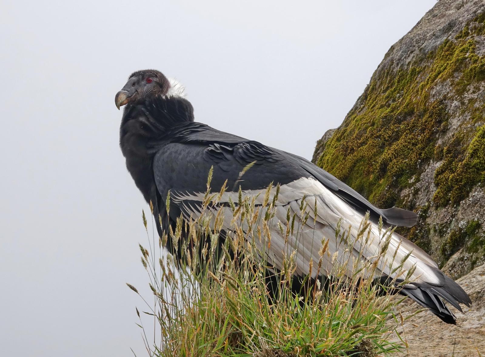 Andean Condor Photo by Doug Swartz