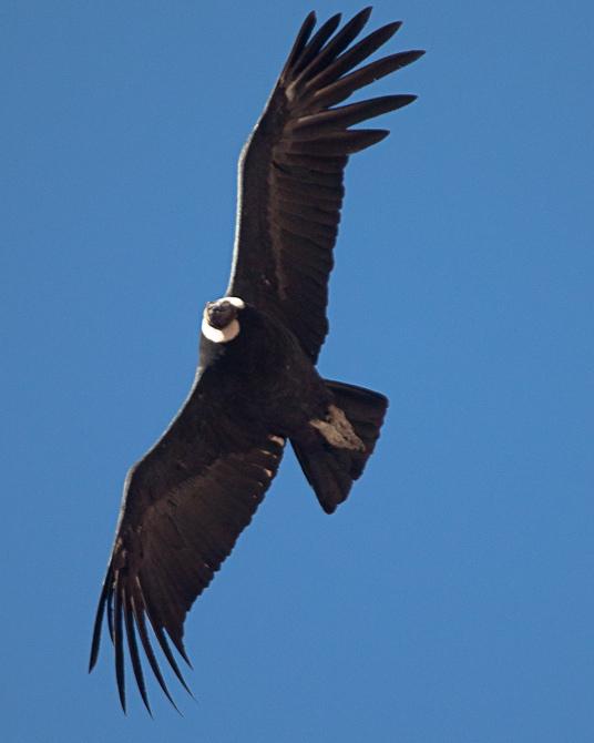 Andean Condor Photo by Alvaro Jaramillo