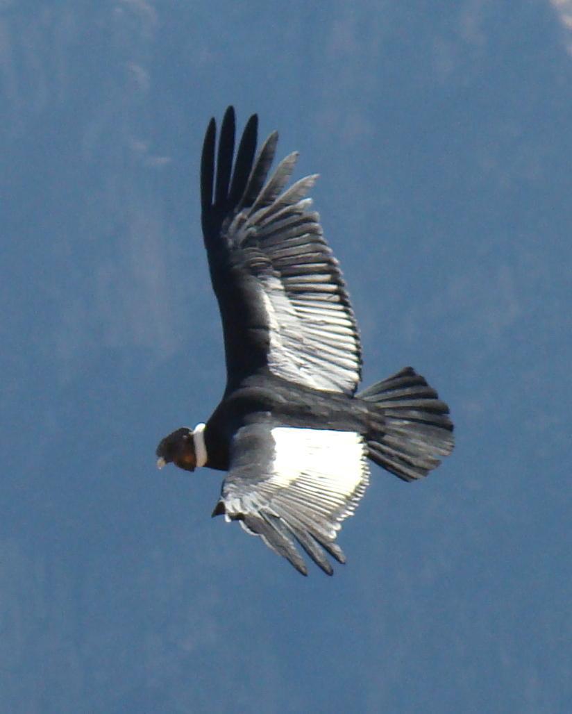 Andean Condor Photo by Todd A. Watkins