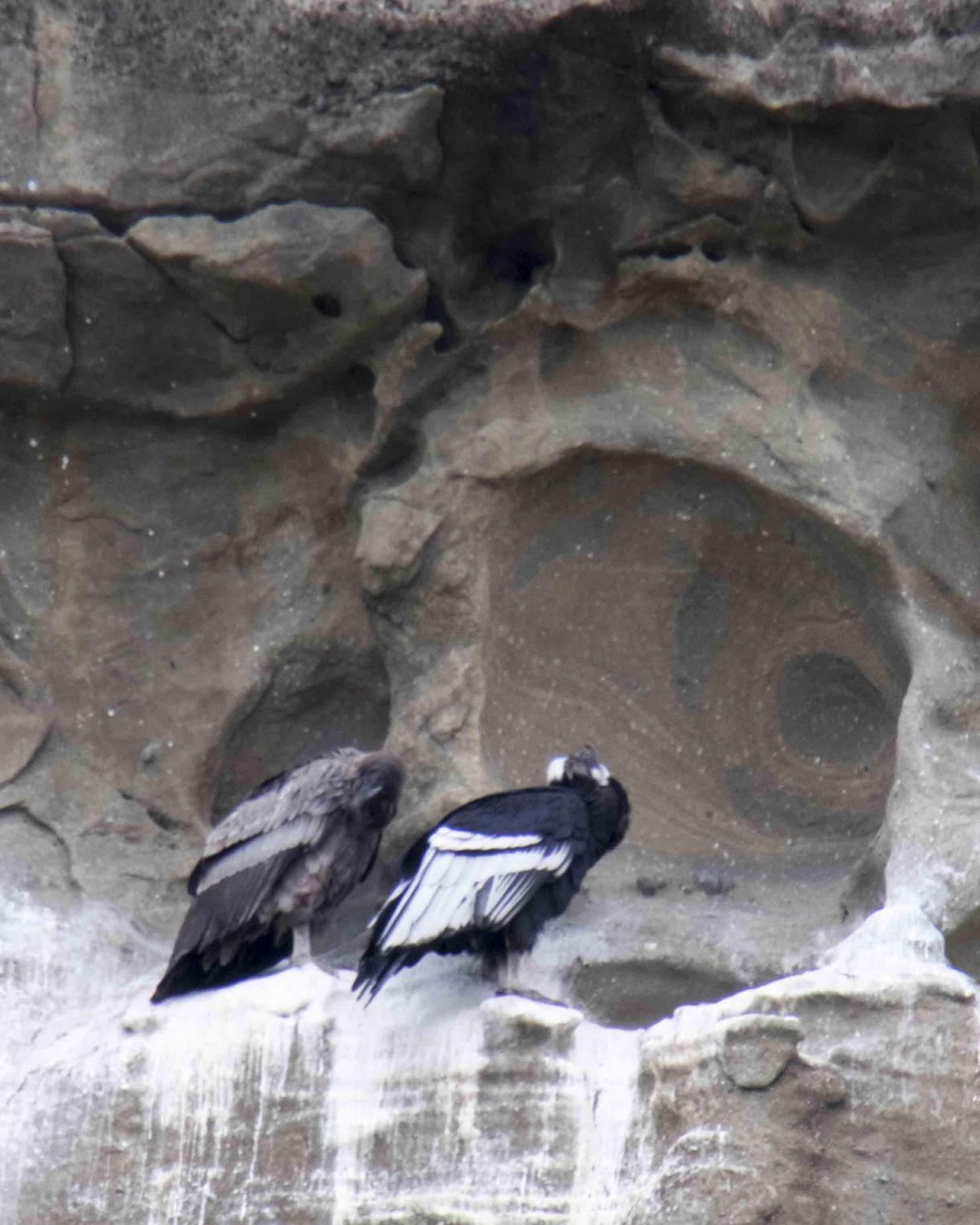 Andean Condor Photo by Bob Hasenick