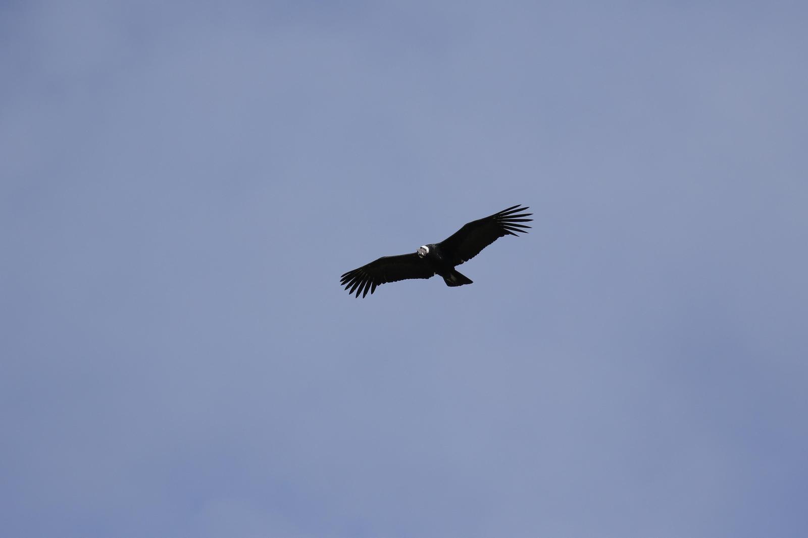 Andean Condor Photo by Greg DuBois