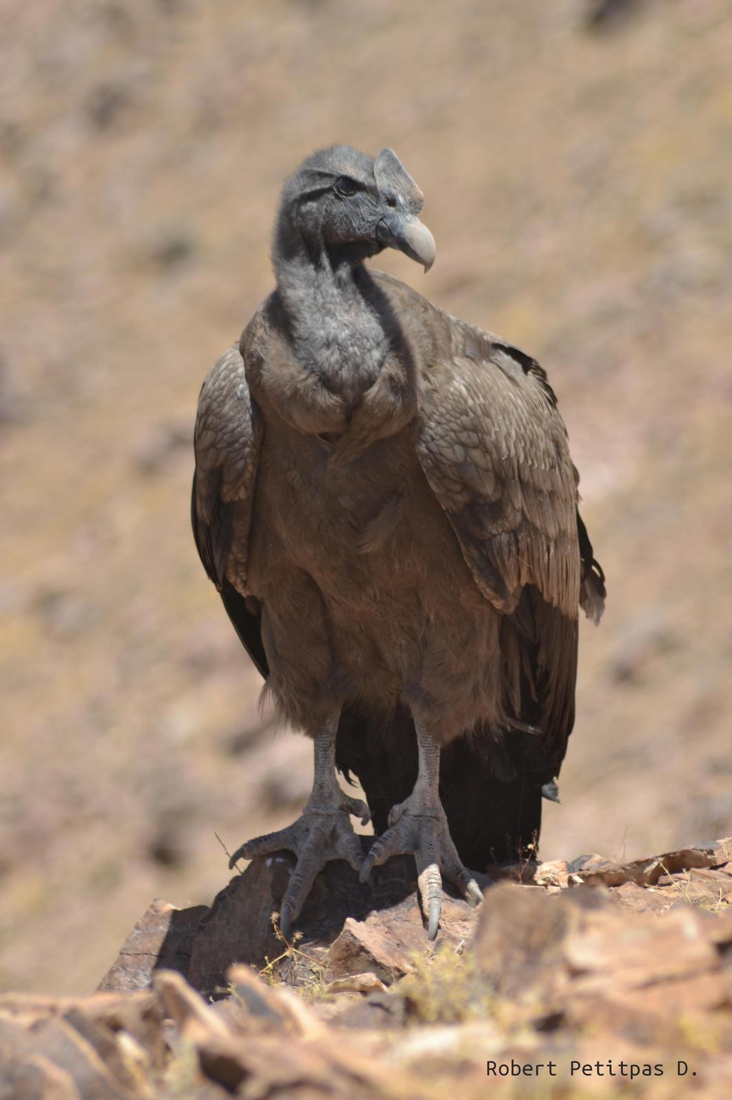 Andean Condor Photo by Robert Petitpas