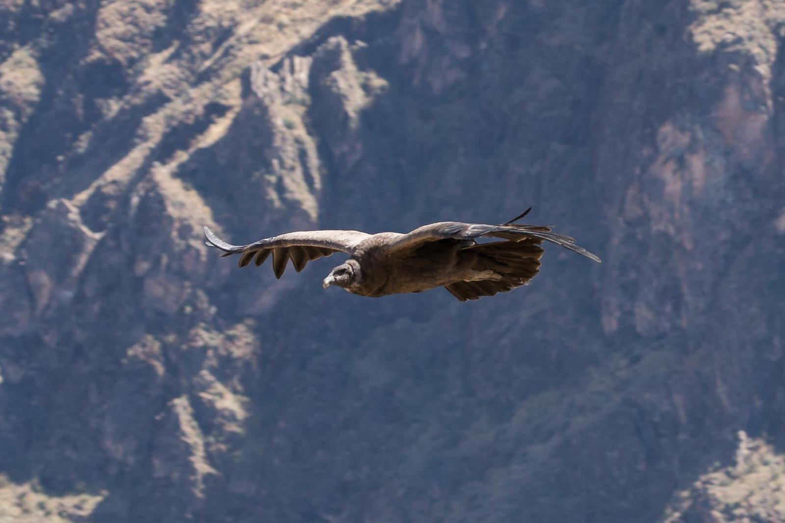Andean Condor Photo by Gerald Hoekstra