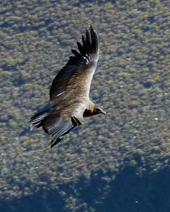 Andean Condor Photo by Peter Boesman