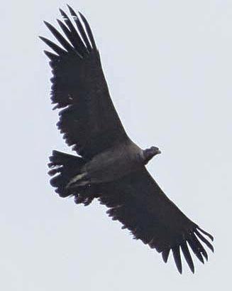 Andean Condor Photo by Richard C. Hoyer