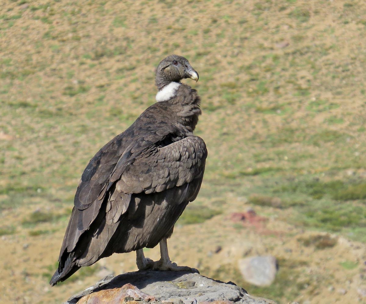 Andean Condor Photo by Peter Boesman