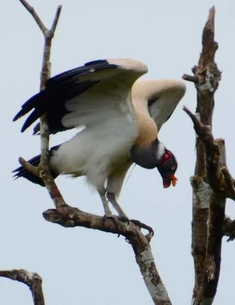King Vulture Photo by Andrew Pittman