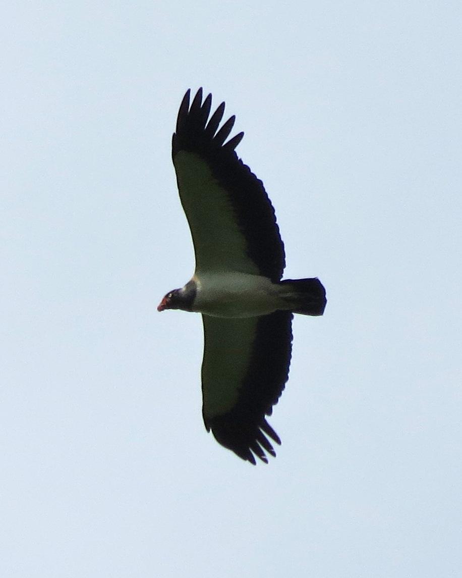King Vulture Photo by John van Dort