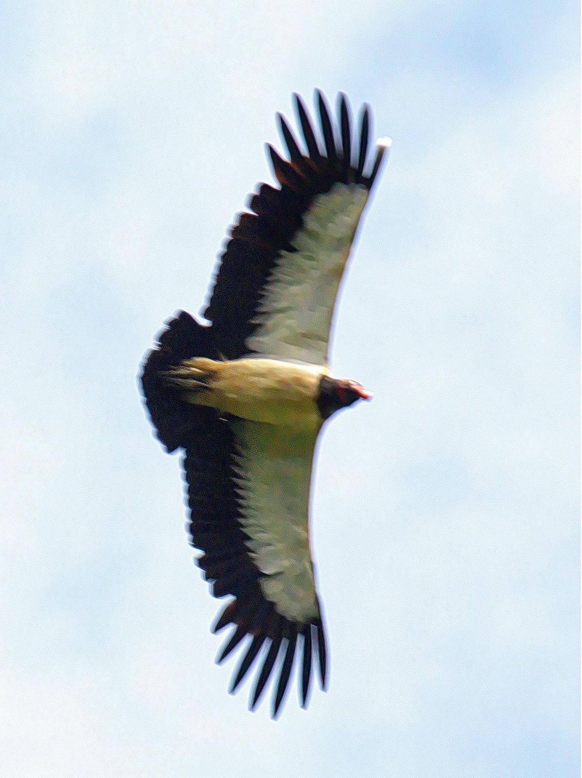 King Vulture Photo by Dan Tallman