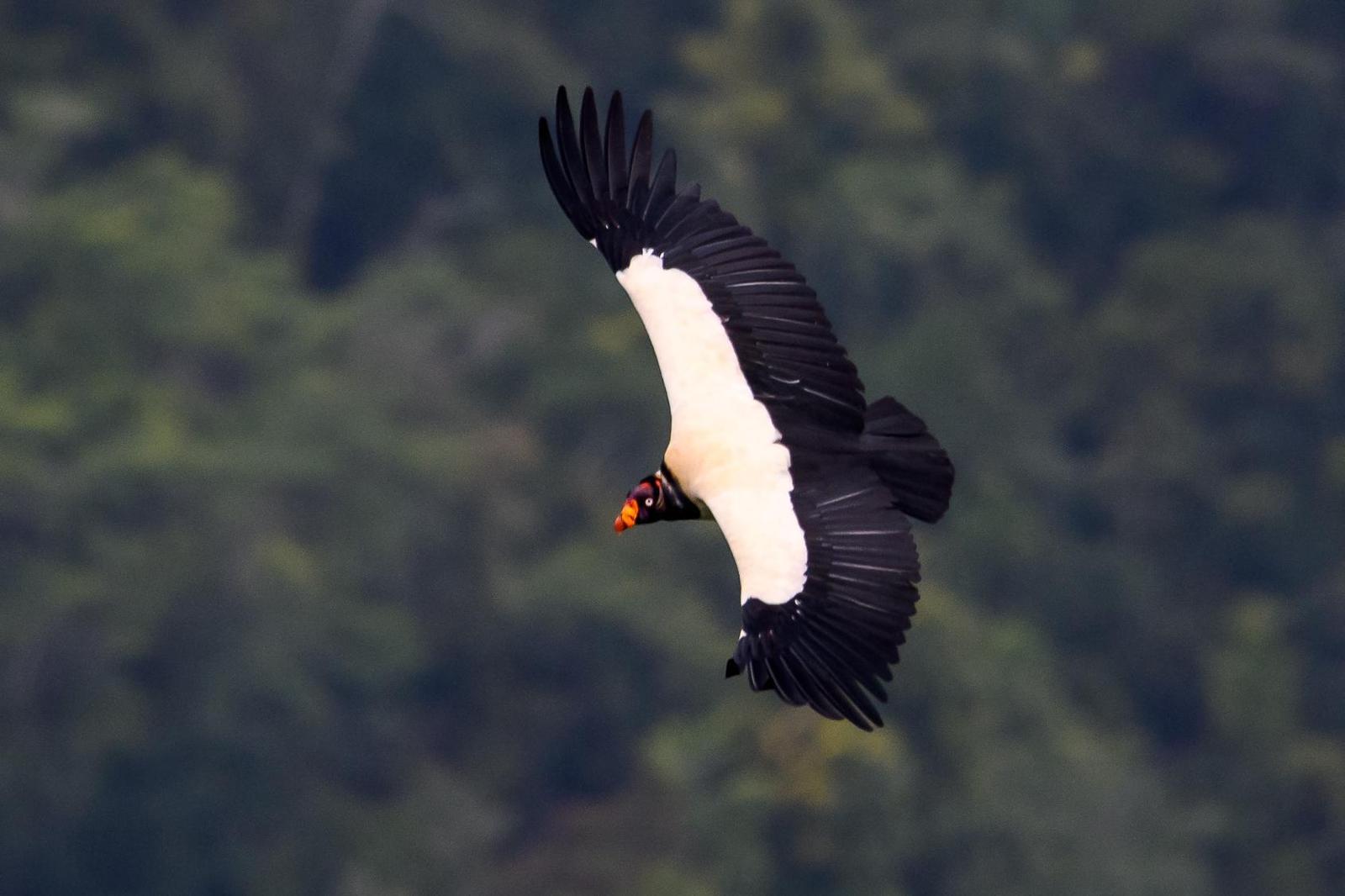 King Vulture Photo by Gerald Hoekstra