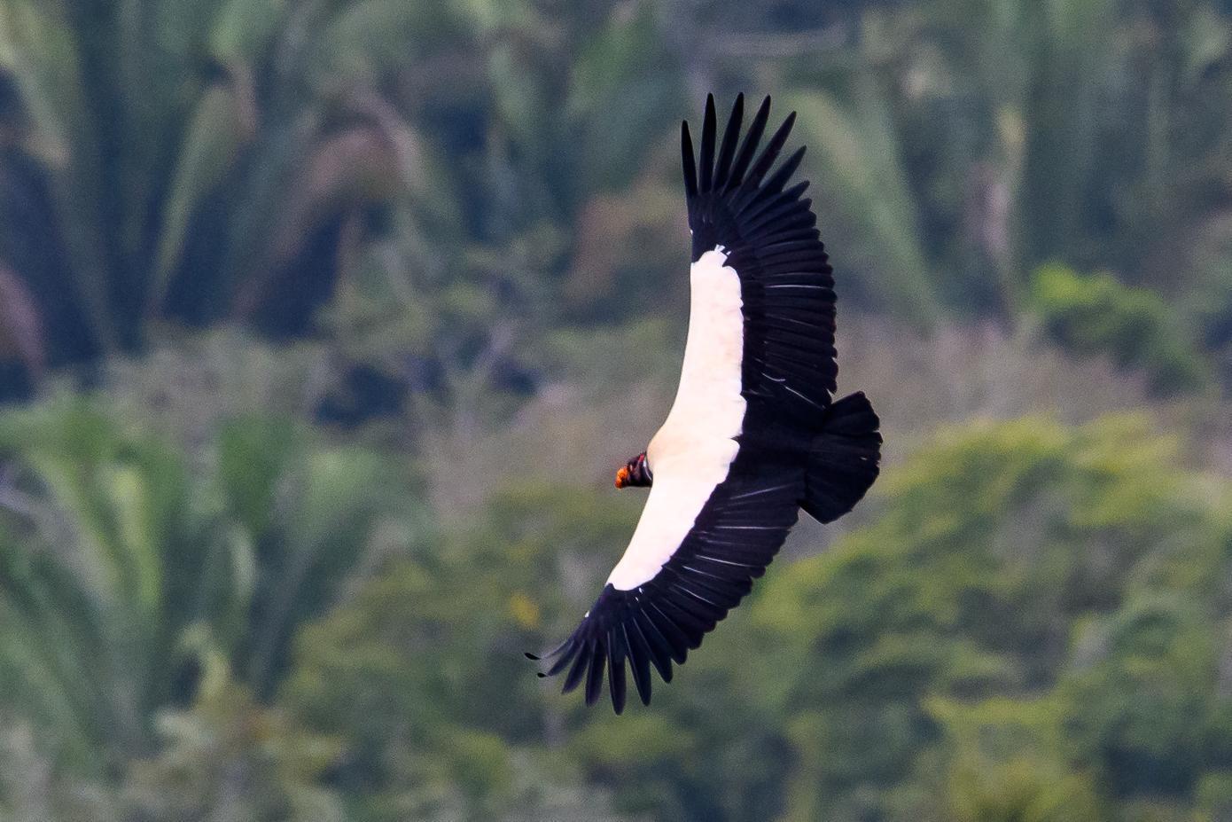 King Vulture Photo by Gerald Hoekstra