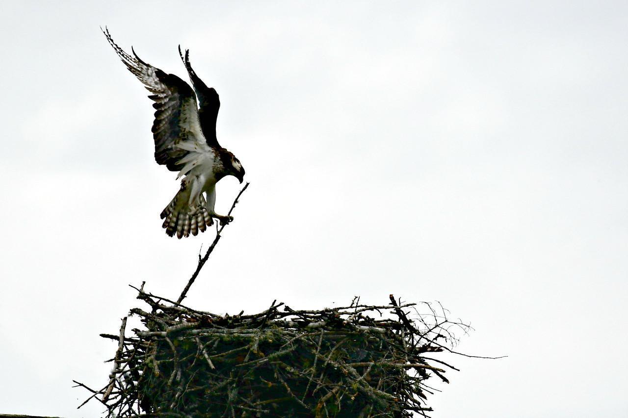 Osprey Photo by Ruth Morrissette