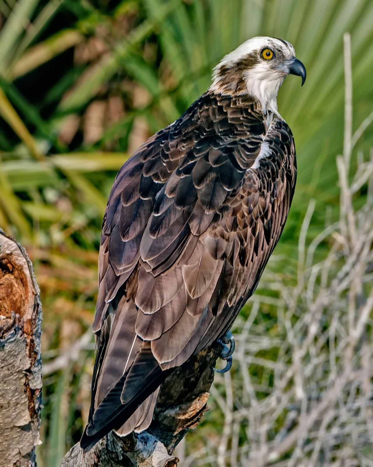 Osprey Photo by JC Knoll