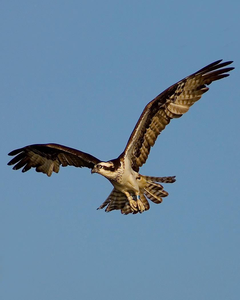 Osprey Photo by Josh Haas