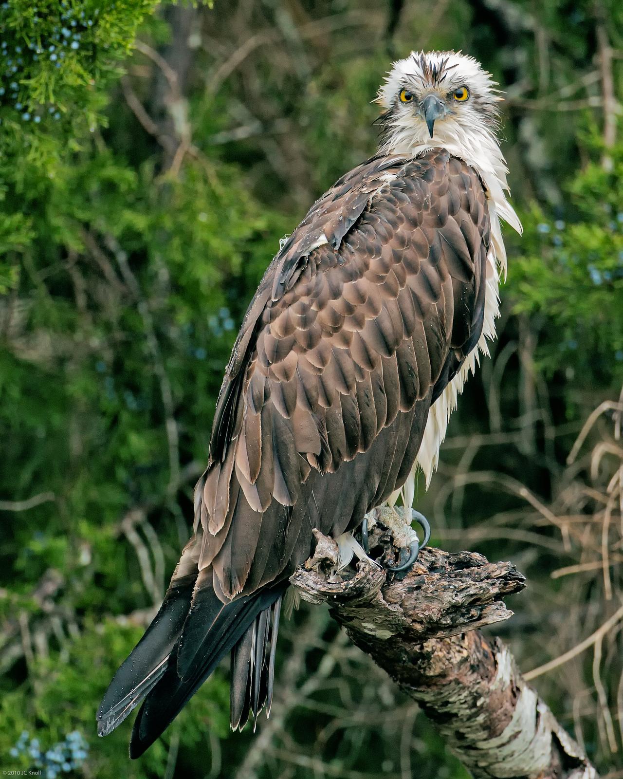 Osprey Photo by JC Knoll