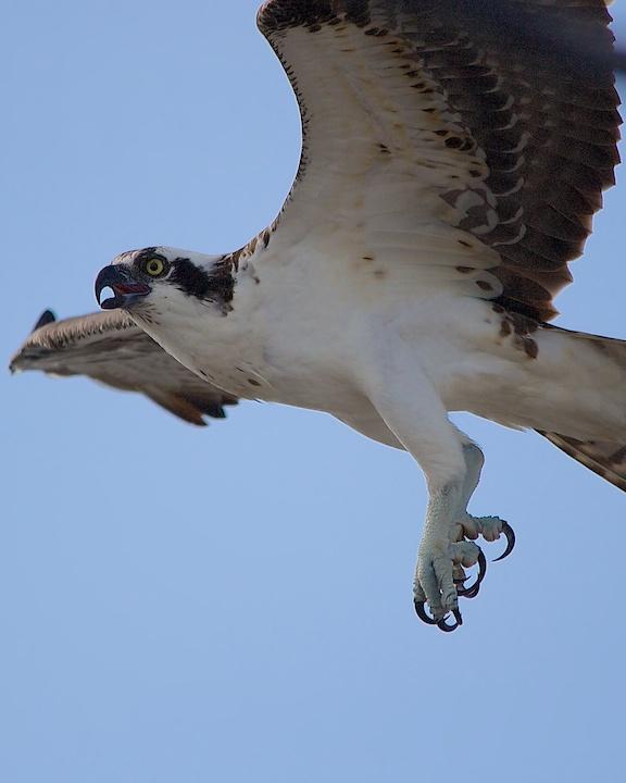 Osprey Photo by Denis Rivard