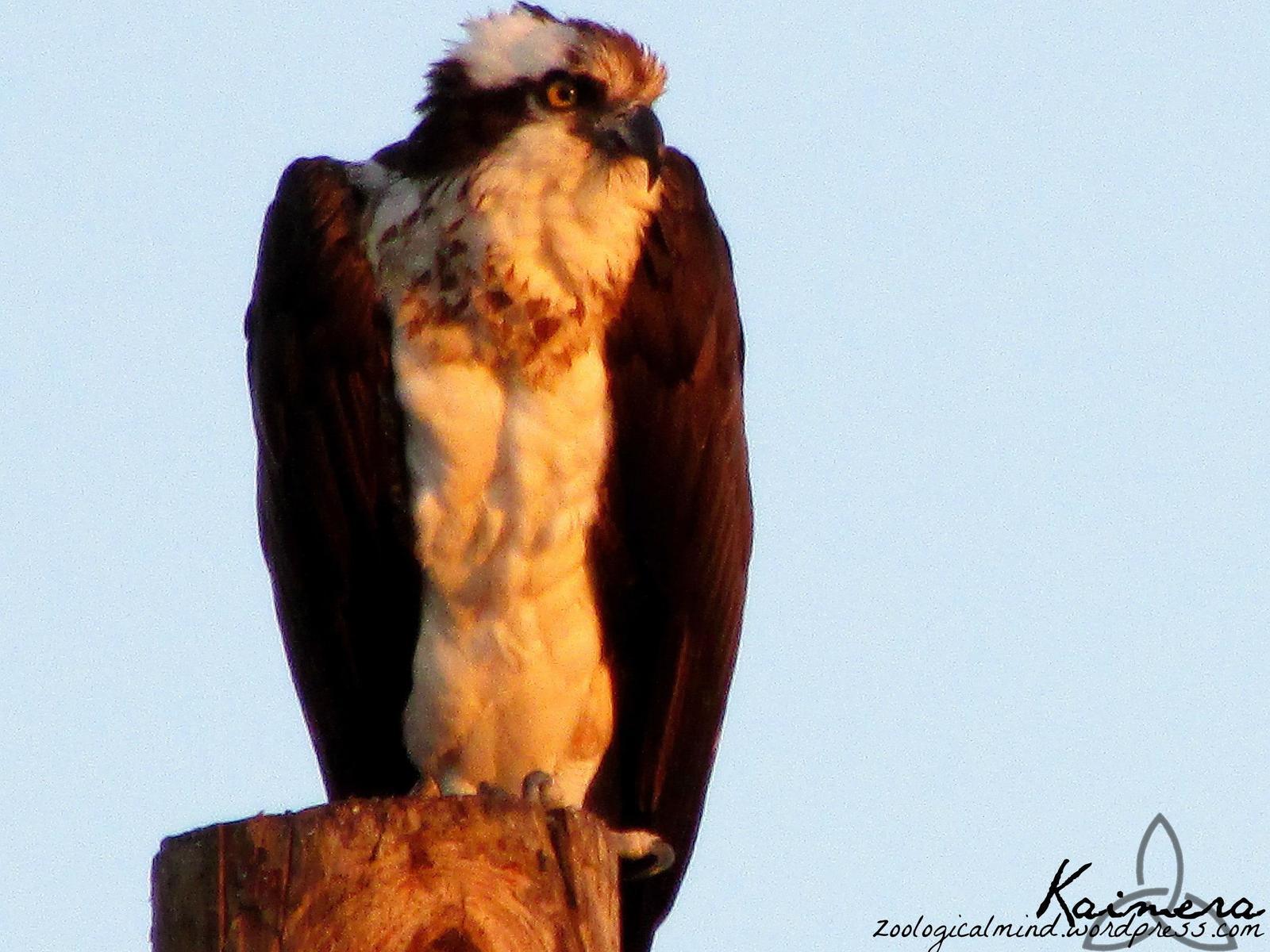 Osprey Photo by Kaimera Hammerlock