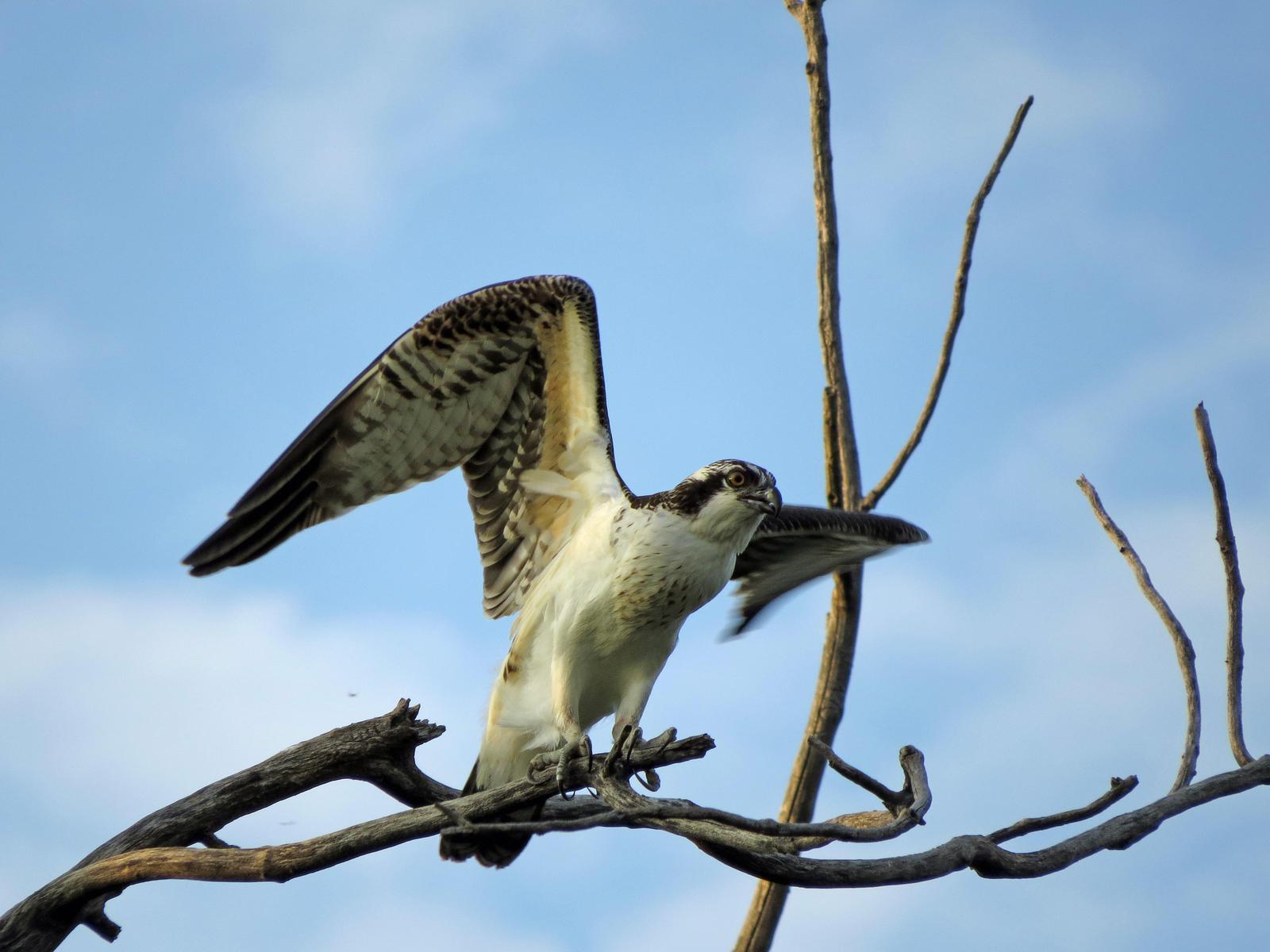 Osprey Photo by Kelly Preheim