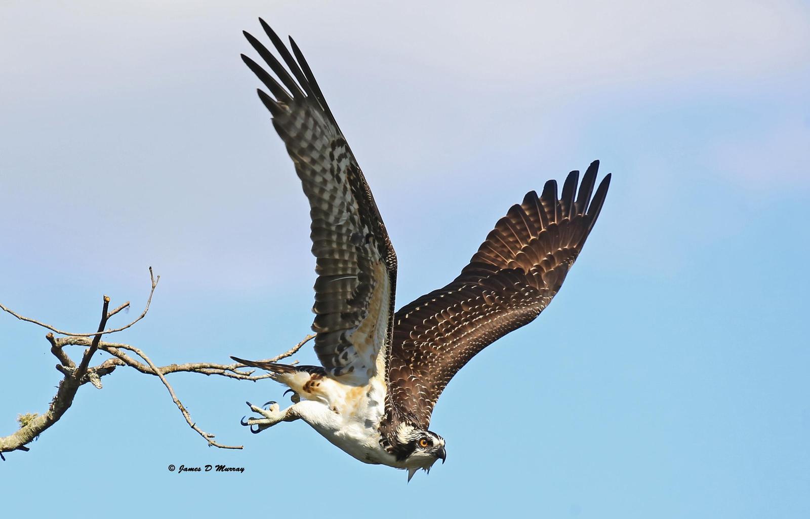 Osprey Photo by Jim  Murray