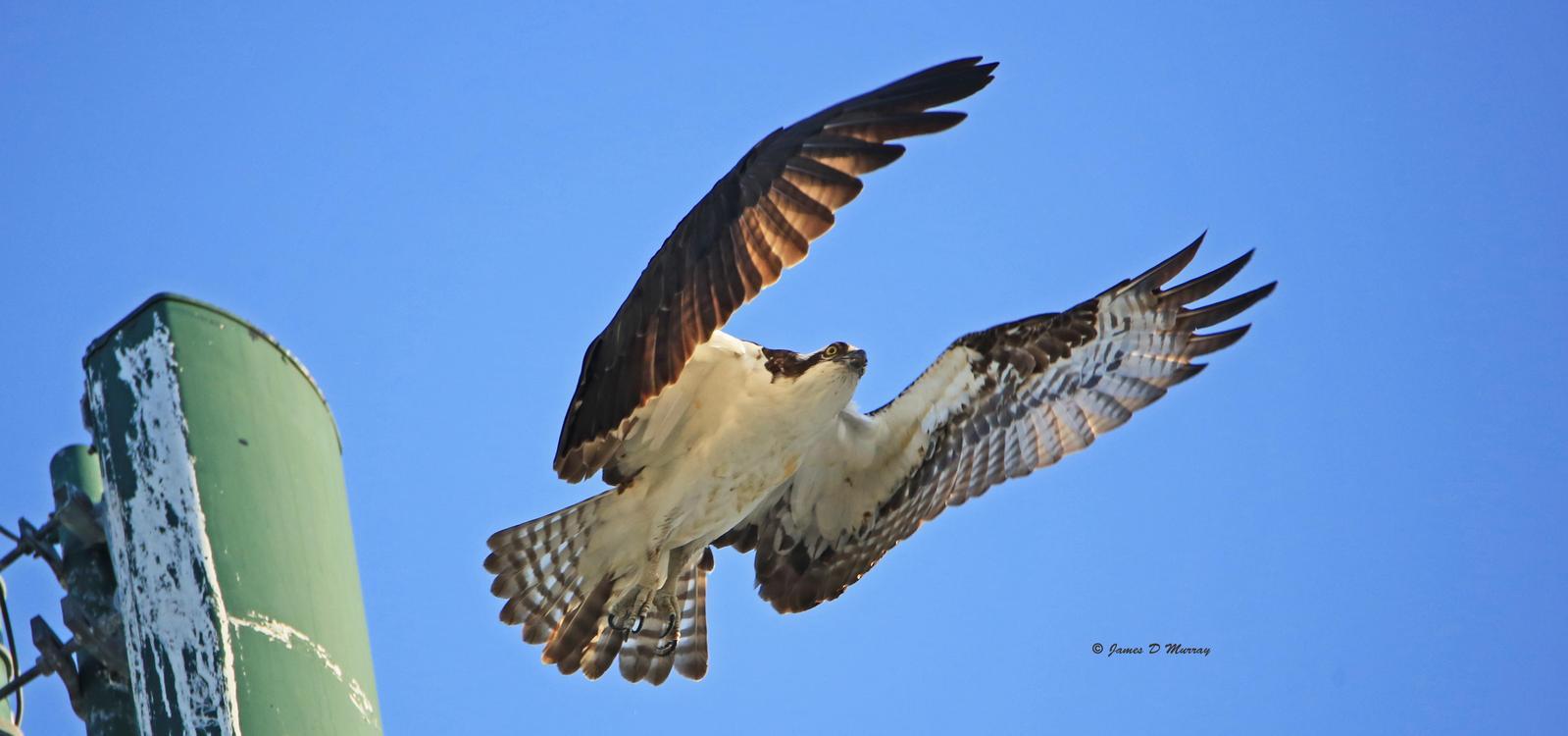Osprey Photo by Jim  Murray