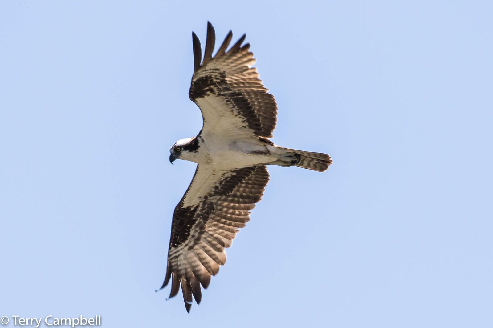 Osprey Photo by Terry Campbell