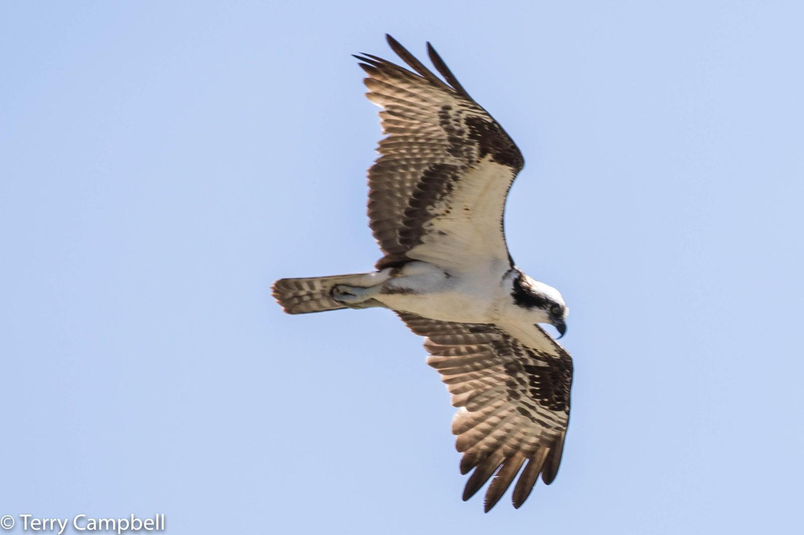 Osprey Photo by Terry Campbell