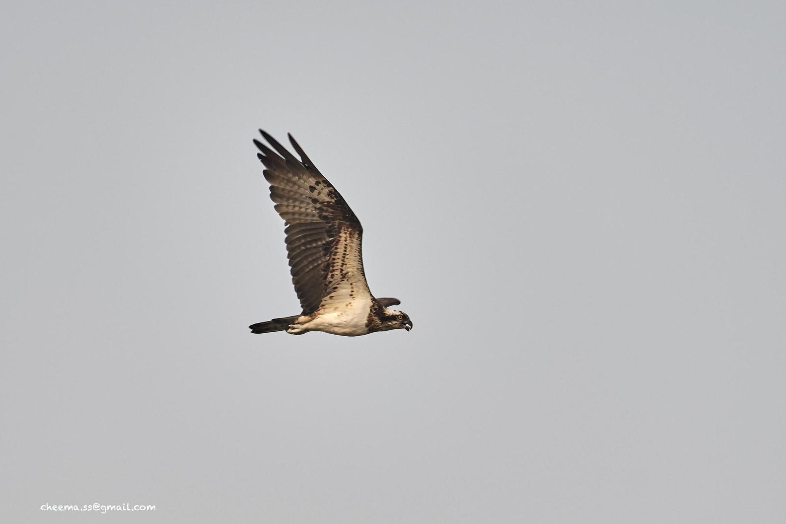 Osprey Photo by Simepreet Cheema