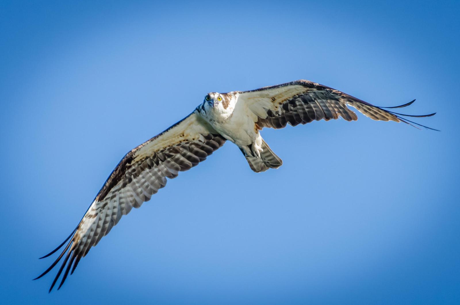 Osprey Photo by Scott Yerges