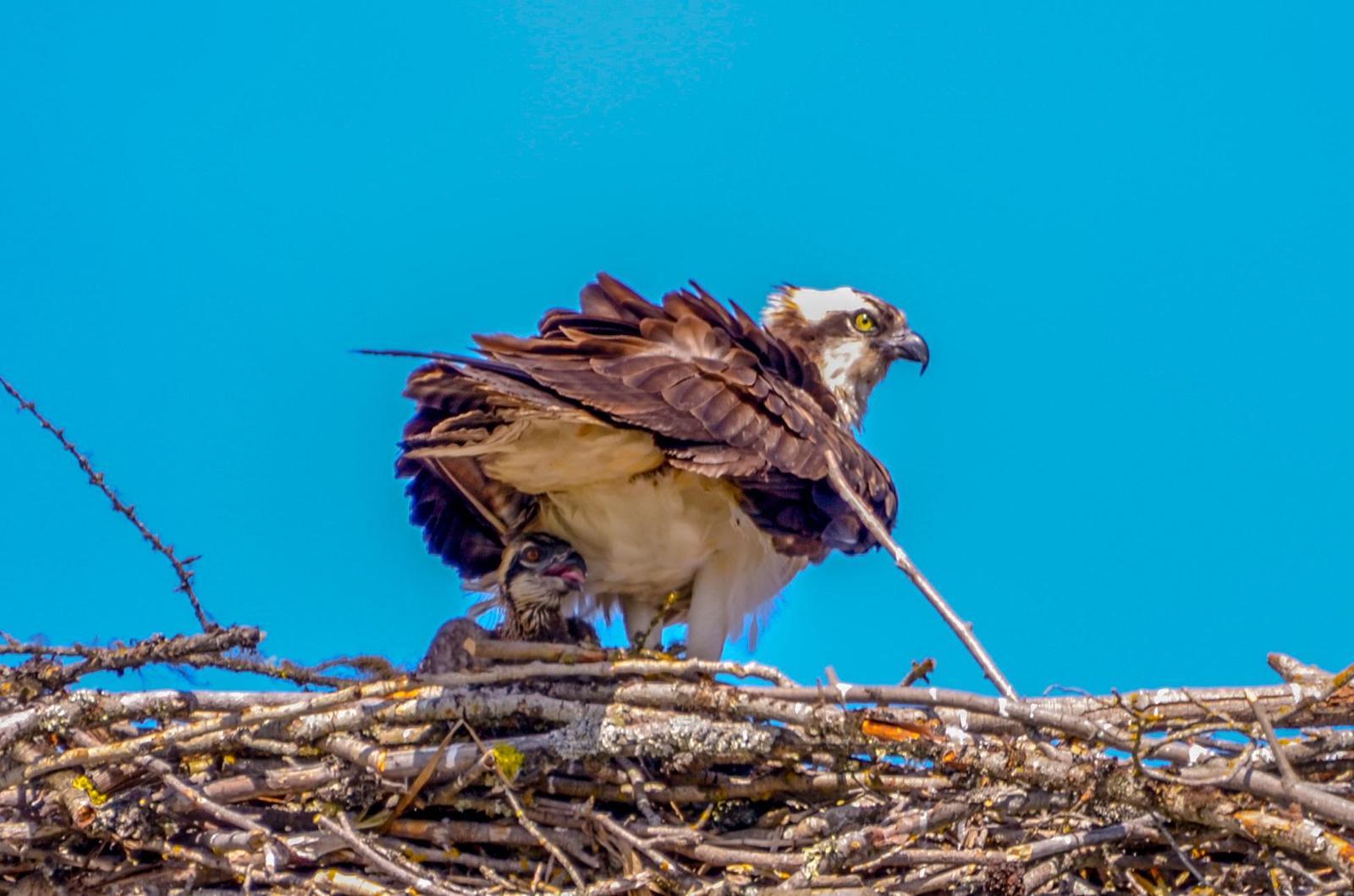 Osprey Photo by Scott Yerges