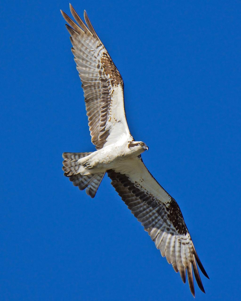 Osprey Photo by Brian Avent