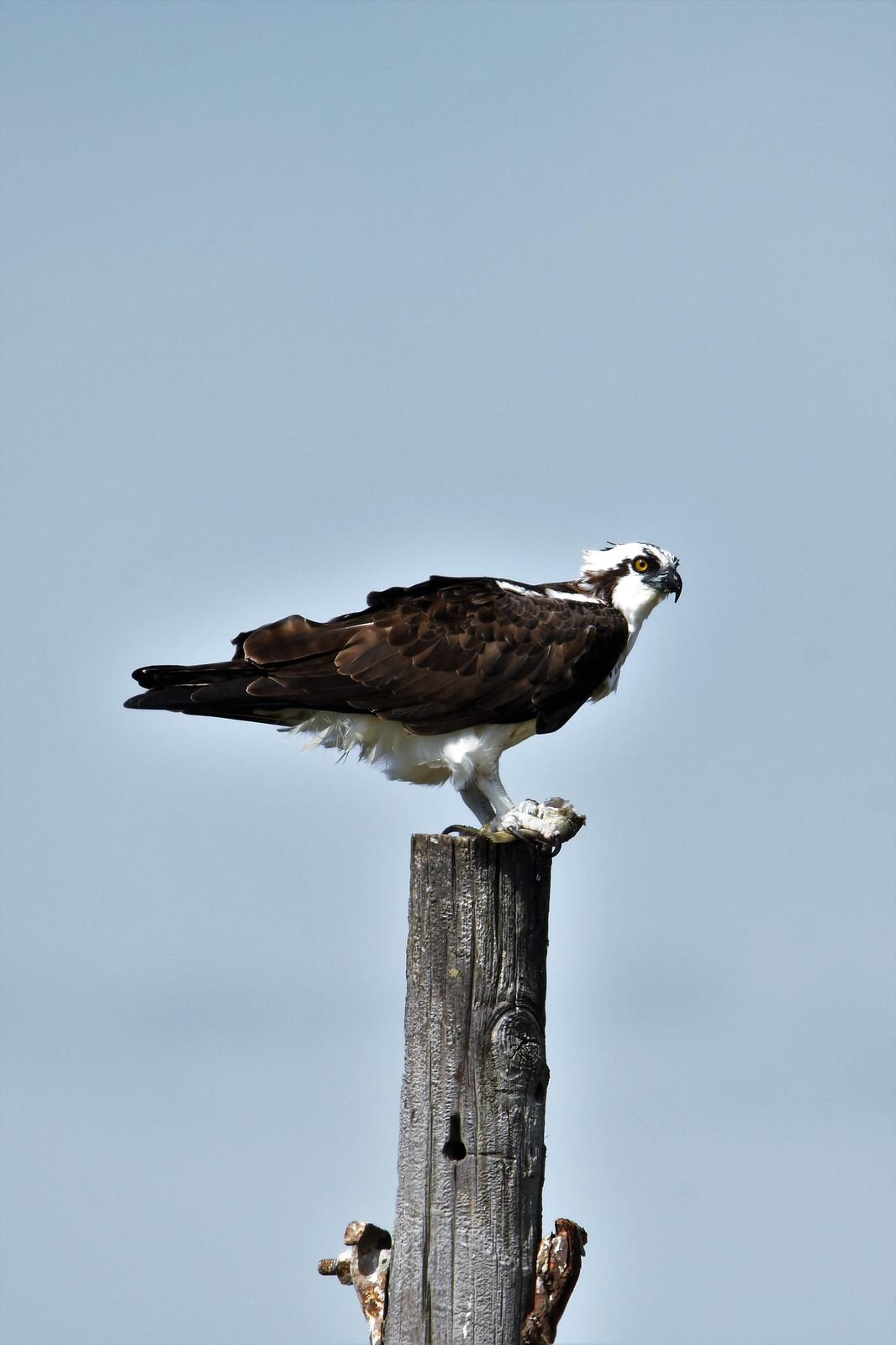 Osprey Photo by Jerry Chen