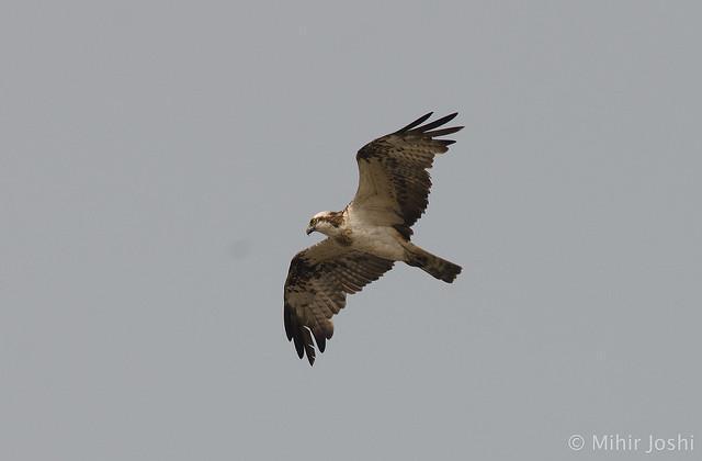 Osprey Photo by Mihir Joshi