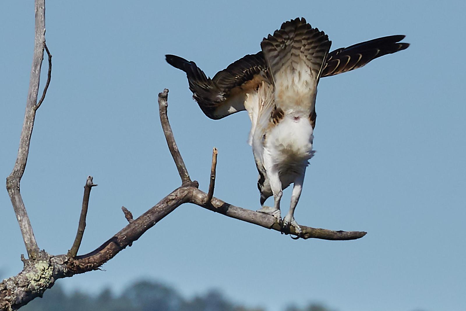 Osprey Photo by Jim Werkowski