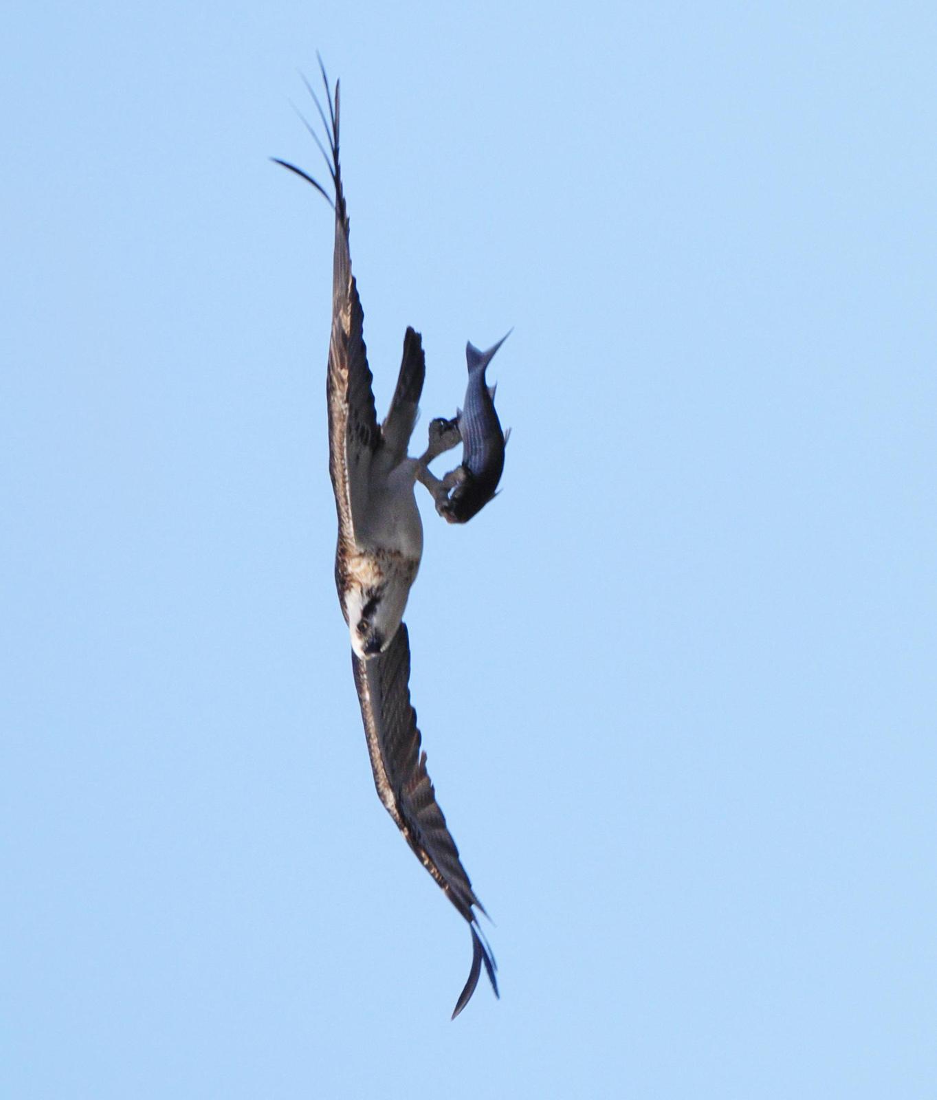 Osprey (Australasian) Photo by Peter Lowe