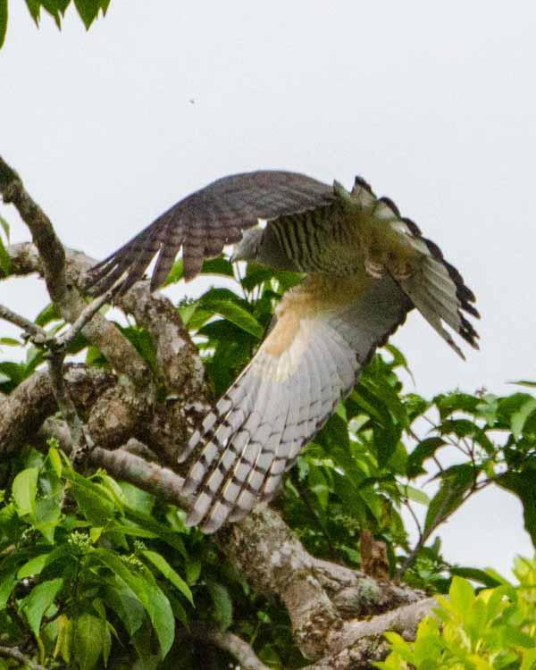 Pacific Baza Photo by Bob Hasenick