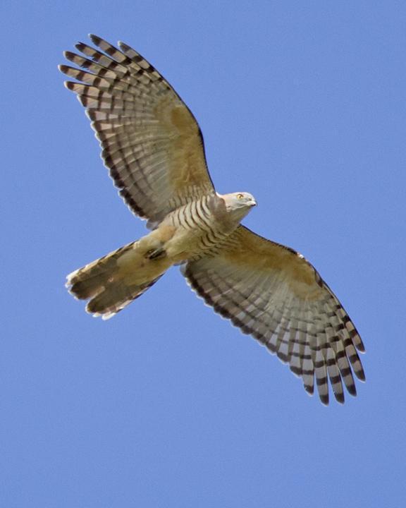 Pacific Baza Photo by Mat Gilfedder